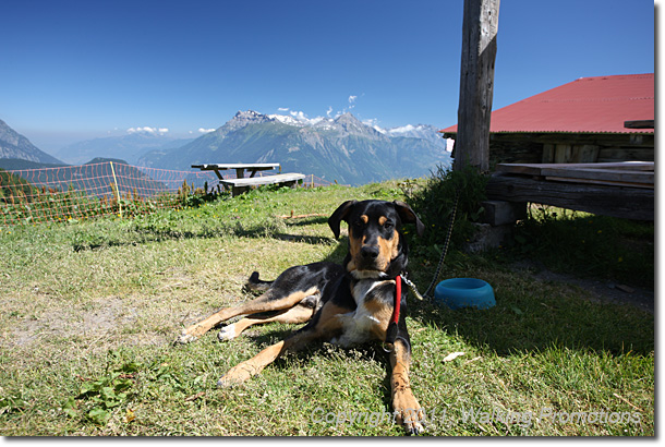 Tour de Mont Blanc, Champex - Alp Bovine - Col de la Forclaz